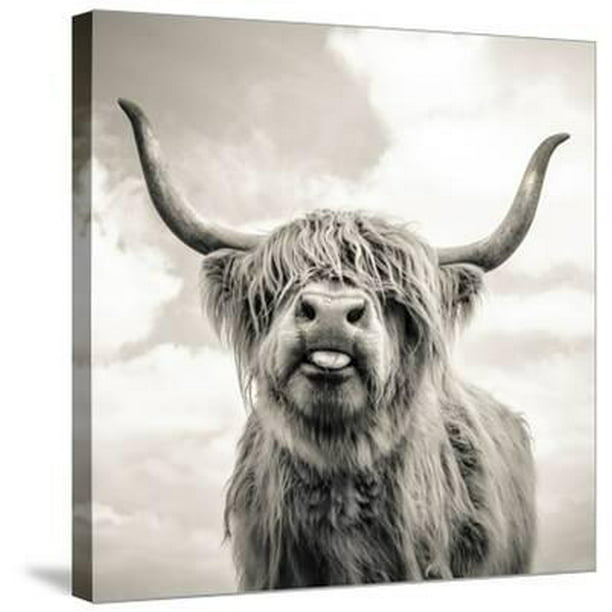 Scottish Photo Painting Highland Cow Picture Canvas Art Print